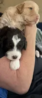 Grizzly , a male Australian Shepherd and Miniature Bernedoodle for sale in Oswego, IL – 5 of 7