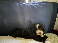 Grizzly , a male Australian Shepherd and Miniature Bernedoodle for sale in Oswego, IL – 3 of 7