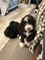 Grizzly , a male Australian Shepherd and Miniature Bernedoodle for sale in Oswego, IL – 6 of 7