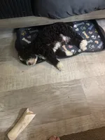 Grizzly , a male Australian Shepherd and Miniature Bernedoodle for sale in Oswego, IL – 4 of 7