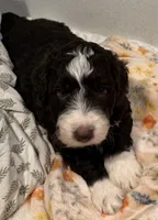 Grizzly , a male Australian Shepherd and Miniature Bernedoodle for sale in Oswego, IL – 2 of 7