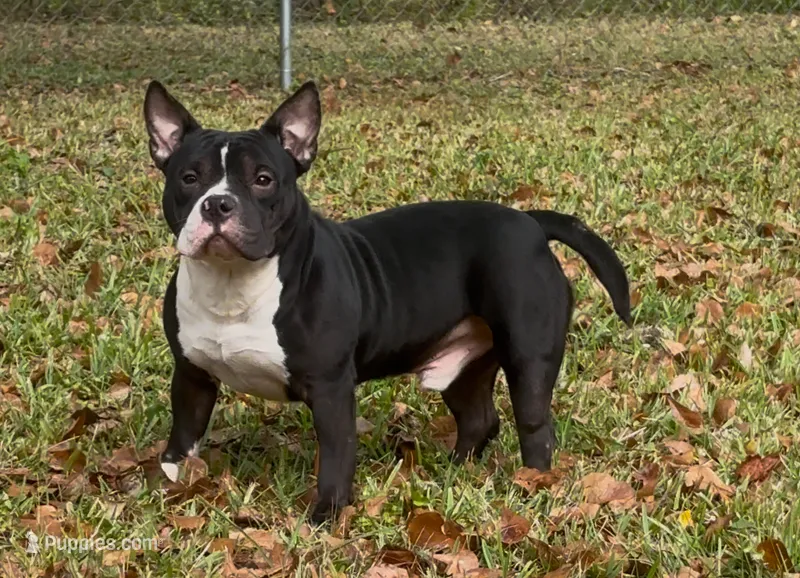 Pimpy – American Bully puppy for sale in Jacksonville, FL