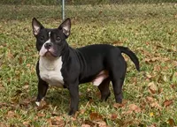Pimpy, a male American Bully for sale in Jacksonville, FL – 1 of 1