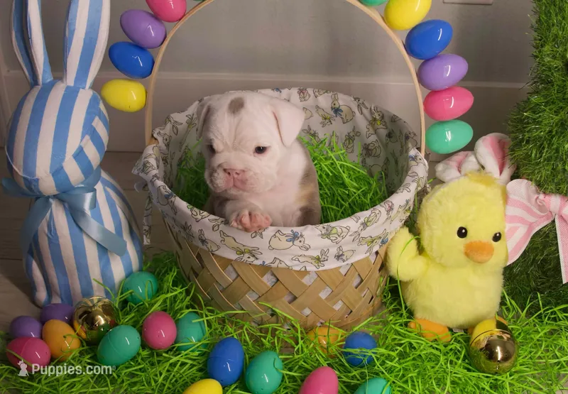 Pooh Bear – English Bulldog puppy for sale in Jacksonville, FL