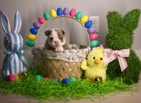 SPIKE, a male English Bulldog for sale in Jacksonville, FL – Photo 3 of 3