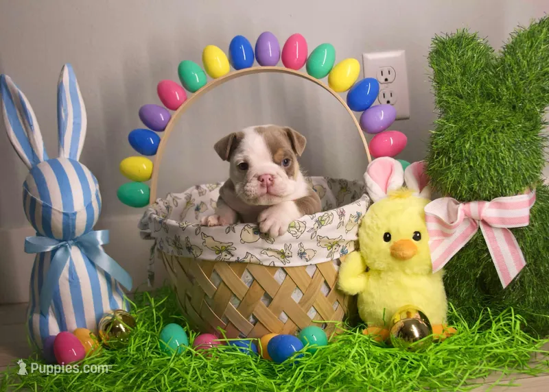 SPIKE – English Bulldog puppy for sale in Jacksonville, FL