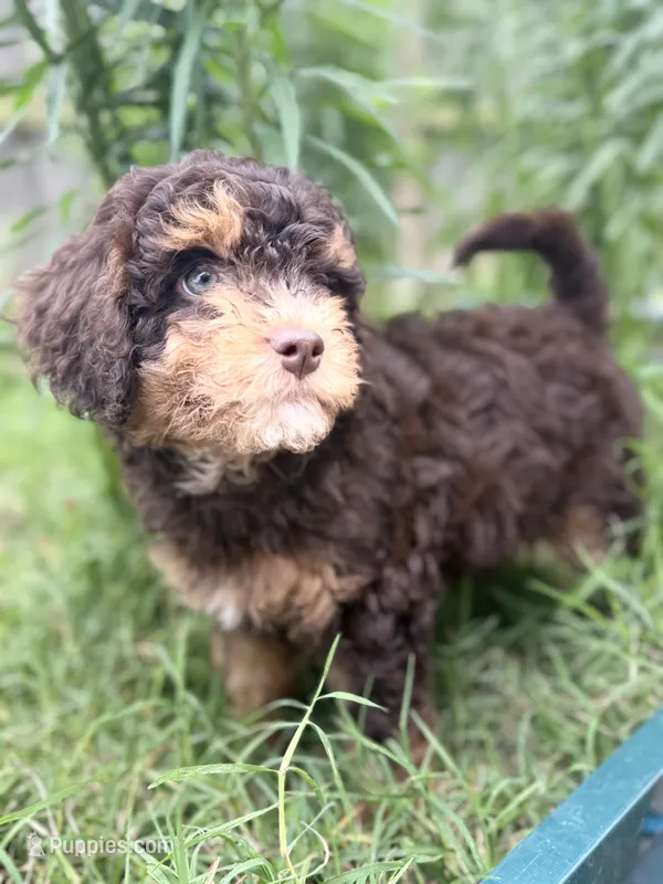 Brownie – Cavapoo, Miniature Bernedoodle puppy for sale in Tulsa, OK