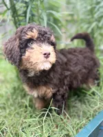 Brownie, a female Cavapoo and Miniature Bernedoodle for sale in Tulsa, OK – 1 of 3