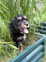 Rascal, a female Cavapoo and Miniature Bernedoodle for sale in Tulsa, OK – 3 of 3