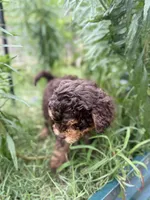 Brownie, a female Cavapoo and Miniature Bernedoodle for sale in Tulsa, OK – 2 of 3