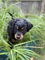 Stripe, a male Cavapoo and Miniature Bernedoodle for sale in Tulsa, OK – 3 of 7