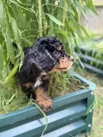 Stripe, a male Cavapoo and Miniature Bernedoodle for sale in Tulsa, OK – 6 of 7