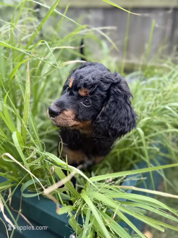 Stripe – Cavapoo, Miniature Bernedoodle puppy for sale in Tulsa, OK