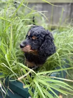 Stripe, a male Cavapoo and Miniature Bernedoodle for sale in Tulsa, OK – 1 of 7