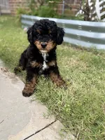 Star, a male Cavapoo and Miniature Bernedoodle for sale in Tulsa, OK – 2 of 2