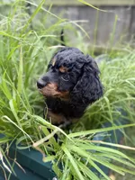 Stripe, a male Cavapoo and Miniature Bernedoodle for sale in Tulsa, OK – 7 of 7