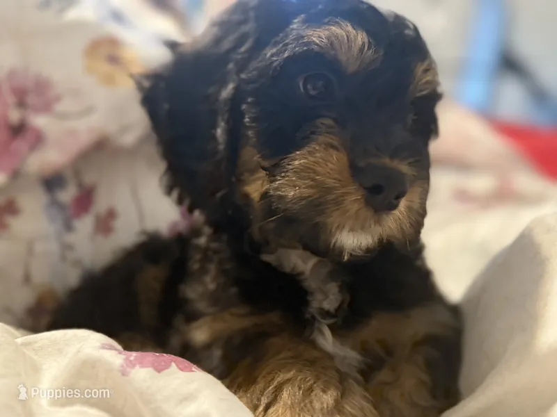 Rascal – Cavapoo, Miniature Bernedoodle puppy for sale in Tulsa, OK