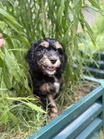 Rascal, a female Cavapoo and Miniature Bernedoodle for sale in Tulsa, OK – 1 of 3