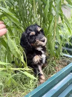 Rascal, a female Cavapoo and Miniature Bernedoodle for sale in Tulsa, OK – 2 of 3