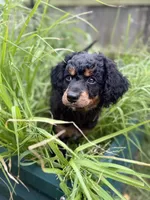 Stripe, a male Cavapoo and Miniature Bernedoodle for sale in Tulsa, OK – 4 of 7