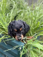 Stripe, a male Cavapoo and Miniature Bernedoodle for sale in Tulsa, OK – 2 of 7
