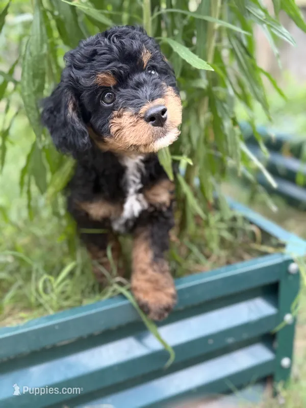 Star – Cavapoo, Miniature Bernedoodle puppy for sale in Tulsa, OK