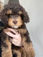 Brownie, a female Cavapoo and Miniature Bernedoodle for sale in Tulsa, OK – 3 of 3