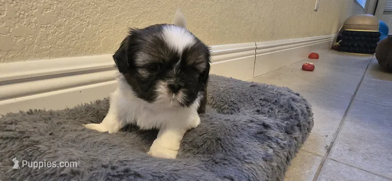 Milky – Shih Tzu puppy for sale in Vero Beach, FL