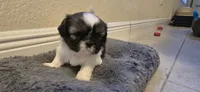Milky, a female Shih Tzu for sale in Vero Beach, FL – 1 of 9