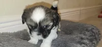 Milky, a female Shih Tzu for sale in Vero Beach, FL – 7 of 9