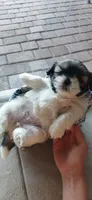 Milky, a female Shih Tzu for sale in Vero Beach, FL – 6 of 9