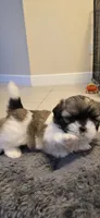 Chocolate, a female Shih Tzu for sale in Vero Beach, FL – 2 of 5