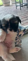 Milky, a female Shih Tzu for sale in Vero Beach, FL – 3 of 9