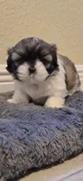 Chocolate, a female Shih Tzu for sale in Vero Beach, FL – 3 of 5