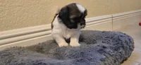 Milky, a female Shih Tzu for sale in Vero Beach, FL – 8 of 9