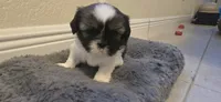 Milky, a female Shih Tzu for sale in Vero Beach, FL – 5 of 9