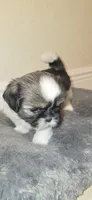 Milky, a female Shih Tzu for sale in Vero Beach, FL – 4 of 9