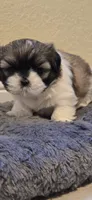 Chocolate, a female Shih Tzu for sale in Vero Beach, FL – 4 of 5