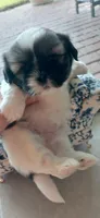 Milky, a female Shih Tzu for sale in Vero Beach, FL – 2 of 9