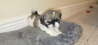 Chocolate, a female Shih Tzu for sale in Vero Beach, FL – 5 of 5