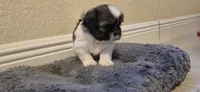 Milky, a female Shih Tzu for sale in Vero Beach, FL – 9 of 9