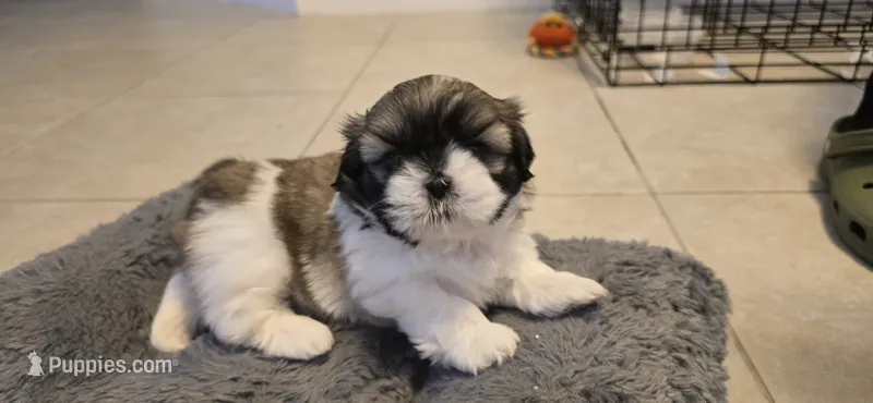 Chocolate – Shih Tzu puppy for sale in Vero Beach, FL
