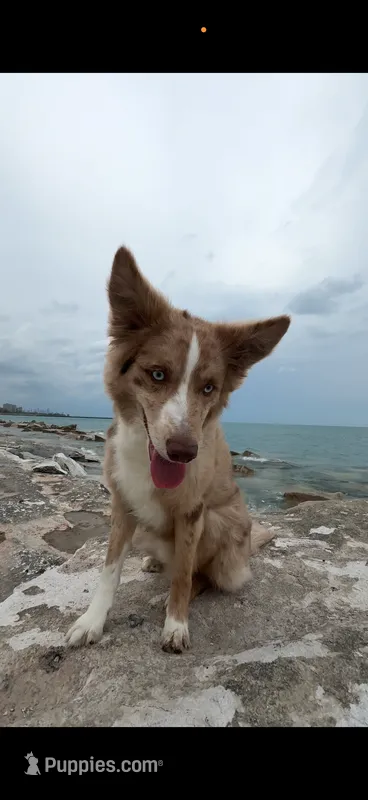 Shiloh Jacob – Australian Shepherd, Border Collie puppy for sale in Chicago, IL