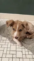Shiloh Jacob, a male Australian Shepherd and Border Collie for sale in Chicago, IL – 8 of 10
