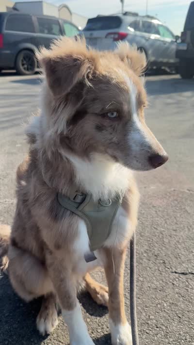 Shiloh Jacob, a male Australian Shepherd and Border Collie for sale in Chicago, IL – 4 of 10
