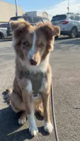 Shiloh Jacob, a male Australian Shepherd and Border Collie for sale in Chicago, IL – 3 of 10