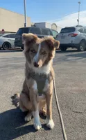 Shiloh Jacob, a male Australian Shepherd and Border Collie for sale in Chicago, IL – 2 of 10