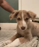 Shiloh Jacob, a male Australian Shepherd and Border Collie for sale in Chicago, IL – 10 of 10