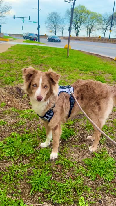 Shiloh Jacob, a male Australian Shepherd and Border Collie for sale in Chicago, IL – 5 of 10
