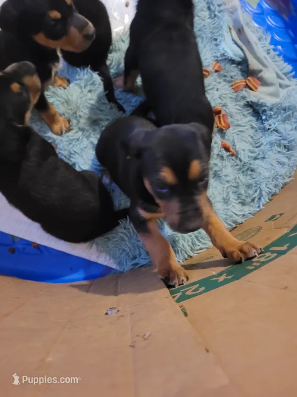 Puppy 1 – German Shepherd Dog puppy for sale in Cedar Creek, NE